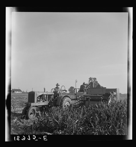 Untitled photo, possibly related to: Twenty-four clients of Farm Security Administration (FSA) under the Rural Rehabilitation program, have cooperatively bought and cooperatively operated an all-crop harvester. The machine was put into operation June 7, 1938. Has to date (Nov. 3, 1938) served on six