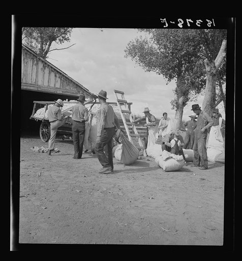 Migratory cotton pickers on small cotton farm, Kern County, California. They are paid senty-five cents per one hundred pounds of picked cotton