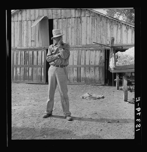 Small cotton farmer, Kern County, California. He leases the land, and pays 1/4 of the crop for rent, also pays the water bill (irrigation). "It's come to that there's not going to be any more small farms in California. The big fellows have got us all with a ring in our nose. You take the small farme