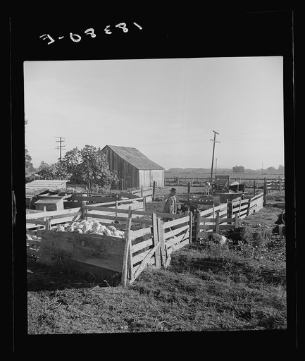 Farmyard of rural rehabilitation client. Tulare County, California