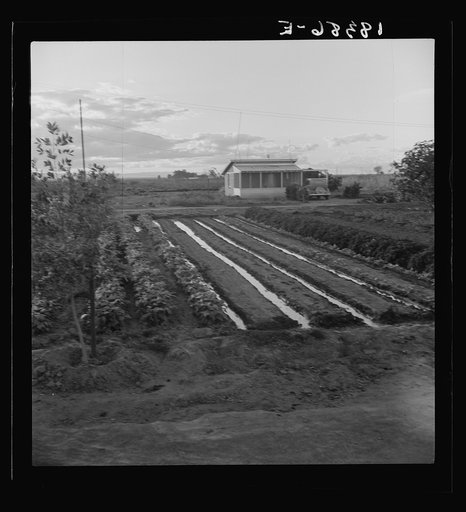 Untitled photo, possibly related to: Type house at Garden Homes, Arvin (Kern County) California. This is an Farm Security Administration housing project for low income farm workers. Rent of eight dollars and twenty cents monthly includes electricity and water