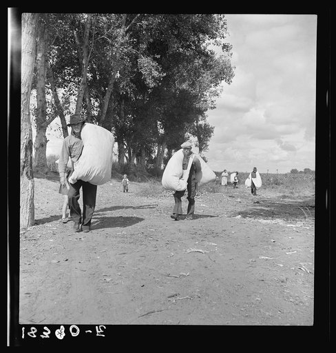 Pickers leaving the cotton field at noontime. Small cotton farm, Kern County, California