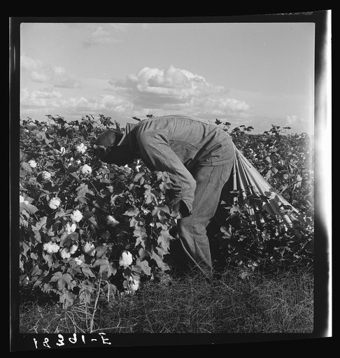 Migratory field worker picking cotton in San Joaquin Valley, California. These pickers are paid seventy-five cents per hundred pounds of picked cotton. Strikers organizing under CIO union (Congress of Industrial Organizations) are demanding one dollar. A good male picker, in good cotton, under favor