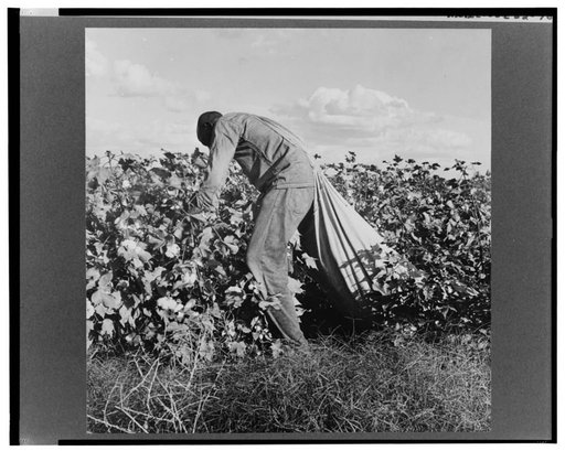 Migratory field worker picking cotton in San Joaquin Valley, California. These pickers are paid seventy-five cents per hundred pounds of picked cotton. Strikers organizing under CIO union (Congress of Industrial Organizations) are demanding one dollar. A good male picker, in good cotton, under favor