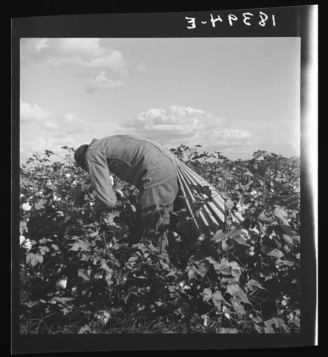 Untitled photo, possibly related to: Migratory field worker picking cotton in San Joaquin Valley, California. These pickers are paid seventy-five cents per hundred pounds of picked cotton. Strikers organizing under CIO union (Congress of Industrial Organizations) are demanding one dollar. A good mal