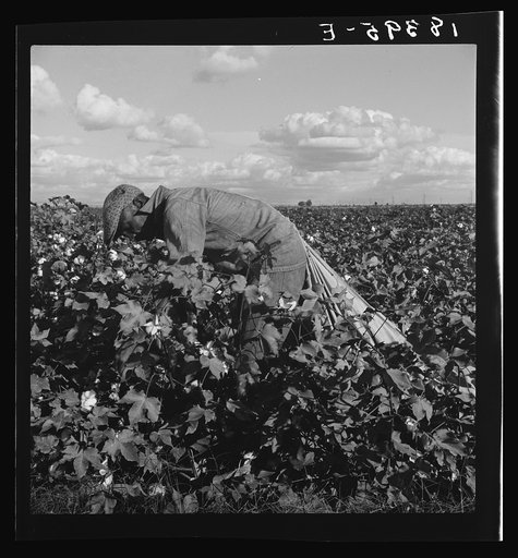 Untitled photo, possibly related to: Migratory field worker picking cotton in San Joaquin Valley, California. These pickers are paid seventy-five cents per hundred pounds of picked cotton. Strikers organizing under CIO union (Congress of Industrial Organizations) are demanding one dollar. A good mal