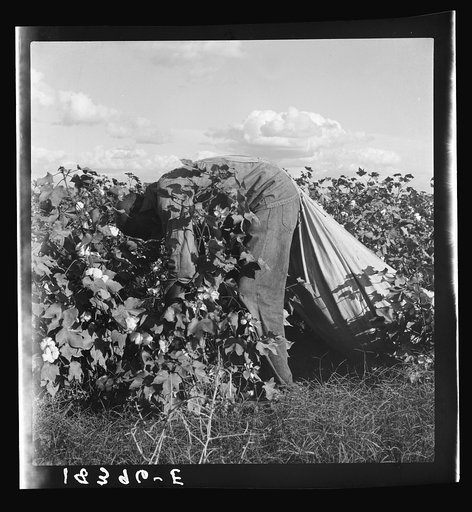 Migratory field worker picking cotton in San Joaquin Valley, California. These pickers are paid seventy-five cents per hundred pounds of picked cotton. Strikers organizing under CIO union (Congress of Industrial Organizations) are demanding one dollar. A good male picker, in good cotton, under favor