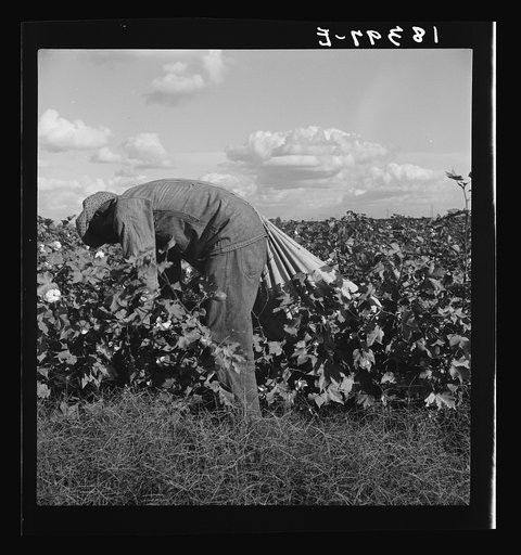 Untitled photo, possibly related to: Migratory field worker picking cotton in San Joaquin Valley, California. These pickers are paid seventy-five cents per hundred pounds of picked cotton. Strikers organizing under CIO union (Congress of Industrial Organizations) are demanding one dollar. A good mal