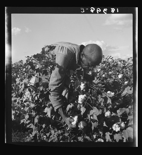 Untitled photo, possibly related to: Migratory field worker picking cotton in San Joaquin Valley, California. These pickers are paid seventy-five cents per hundred pounds of picked cotton. Strikers organizing under CIO union (Congress of Industrial Organizations) are demanding one dollar. A good mal