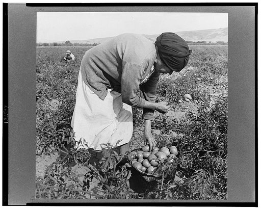 Mexican migrant woman harvesting tomatoes. Santa Clara Valley, California
