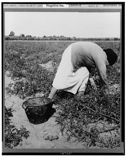 Mexican grandmother of migrant family picking tomatoes in commercial field. Santa Clara County, California
