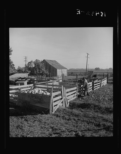 Untitled photo, possibly related to: Farmyard of rural rehabilitation client. Tulare County, California