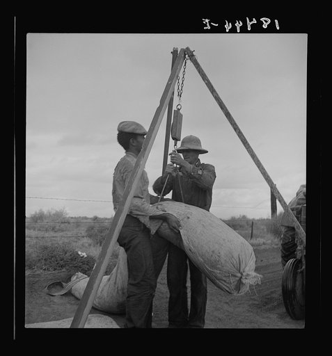 Untitled photo, possibly related to: Weighing cotton. Kern County, California