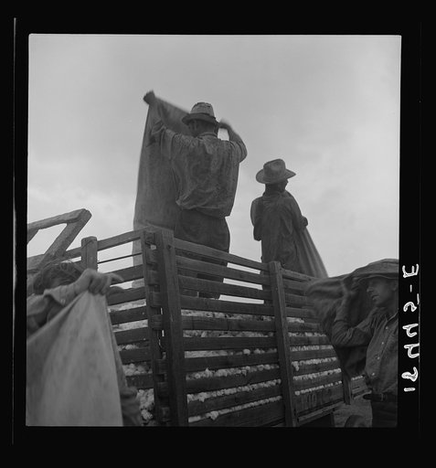 Untitled photo, possibly related to: Loading cotton after weighing. San Joaquin Valley, California
