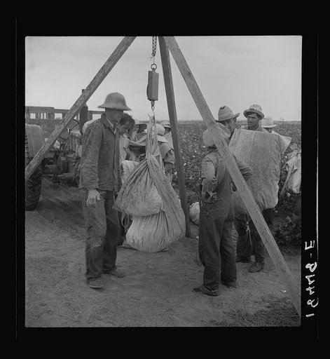 Untitled photo, possibly related to: Weighing cotton. Kern County, California