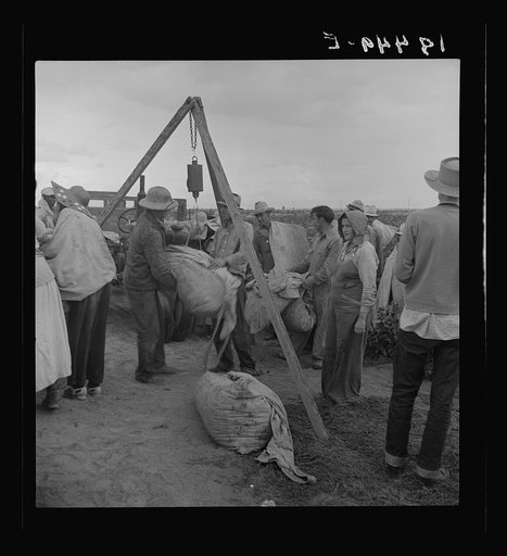Untitled photo, possibly related to: Weighing cotton. Kern County, California