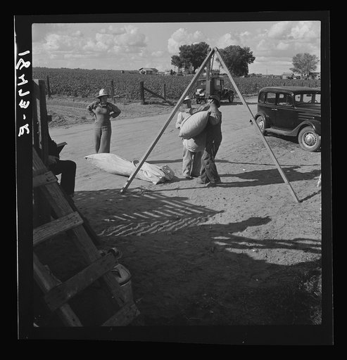 Weighing cotton. Kern County, California