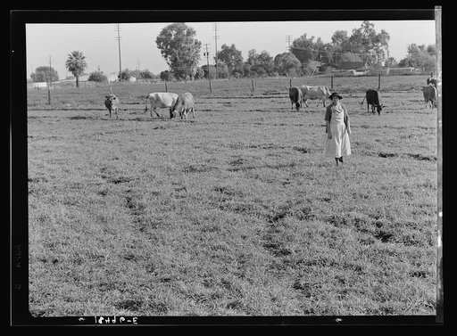 This farm of twelve acres operated as a prune ranch. Was a financial failure. Under farm plan devised by Farm Security Administration rehabilitation supervisor and a loan of one thousand dollars, it now provides steady income for the owners. Tulare County, California