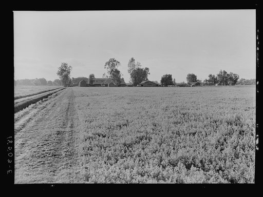 Barns of the old Mineral King Ranch seen across alfalfa field. New buildings suited to cooperative farming will soon be erected here. Tulare County, California