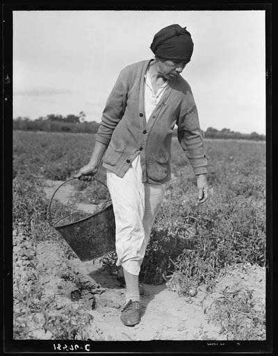 Mexican grandmother who migrates with large family each year from Glendale, Arizona, following crops thru California and return. Here shown harvesting tomatoes, Santa Clara Valley, California