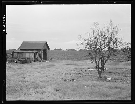 Untitled photo, possibly related to: Small farm. Kern County, California