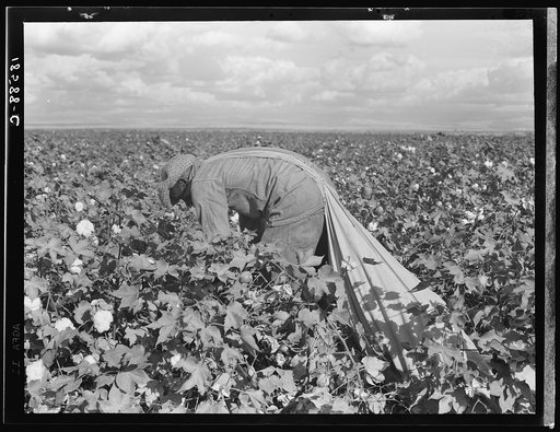 Migratory field worker picking cotton in San Joaquin Valley, California. These cotton pickers are being paid seventy-five cents per one hundred pounds. Strikers organizing under the Congress of Industrial Organizations union (CIO) demand one dollar. A good male picker, in good cotton, under favorabl