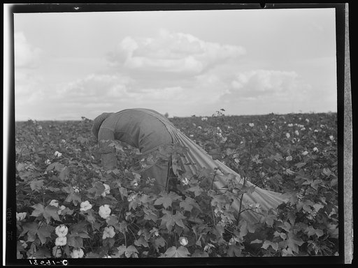 Untitled photo, possibly related to: Migratory field worker picking cotton in San Joaquin Valley, California. These cotton pickers are being paid seventy-five cents per one hundred pounds. Strikers organizing under the Congress of Industrial Organizations union (CIO) demand one dollar. A good male p