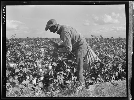 Untitled photo, possibly related to: Migratory field worker picking cotton in San Joaquin Valley, California. These cotton pickers are being paid seventy-five cents per one hundred pounds. Strikers organizing under the Congress of Industrial Organizations union (CIO) demand one dollar. A good male p