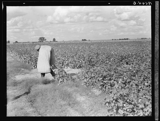 Untitled photo, possibly related to: Migratory field worker picking cotton in San Joaquin Valley, California. These cotton pickers are being paid seventy-five cents per one hundred pounds. Strikers organizing under the Congress of Industrial Organizations union (CIO) demand one dollar. A good male p