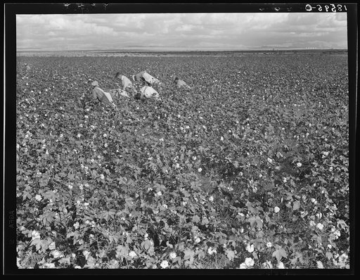 Untitled photo, possibly related to: Migratory field worker picking cotton in San Joaquin Valley, California. These cotton pickers are being paid seventy-five cents per one hundred pounds. Strikers organizing under the Congress of Industrial Organizations union (CIO) demand one dollar. A good male p