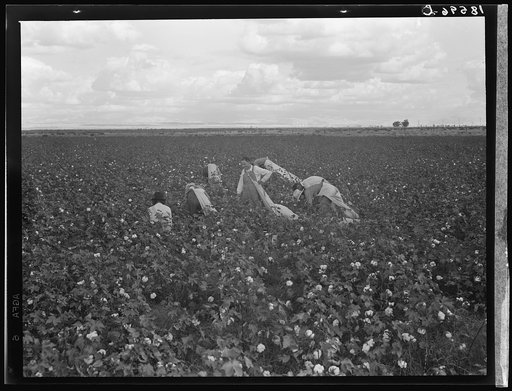 Untitled photo, possibly related to: Migratory field worker picking cotton in San Joaquin Valley, California. These cotton pickers are being paid seventy-five cents per one hundred pounds. Strikers organizing under the Congress of Industrial Organizations union (CIO) demand one dollar. A good male p