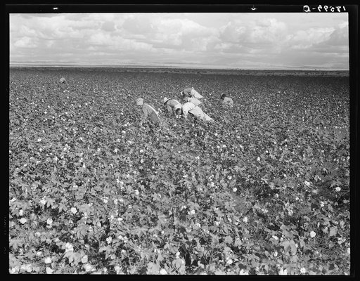 Migratory field workers picking cotton in the San Joaquin Valley, California. Negroes, Mexicans, and refugee whites pick cotton together in this field. These pickers are being paid seventy-five cents per one hundred poounds of picked cotton. Strikers, organizing under the Congress of Industrial Orga