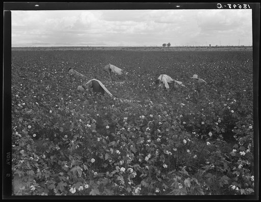Migratory field workers picking cotton in the San Joaquin Valley, California. Negroes, Mexicans, and refugee whites pick cotton together in this field. These pickers are being paid seventy-five cents per one hundred poounds of picked cotton. Strikers, organizing under the Congress of Industrial Orga