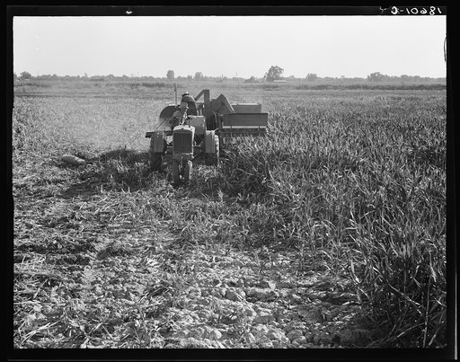 Twenty-four clients of Farm Security Administration (FSA) under the Rural Rehabilitation program, have cooperatively bought and cooperatively operated an all-crop harvester. The machine was put into operation June 7, 1938. Has to date (Nov. 3, 1938) served on sixty harvesting jobs in wheat, barley, 