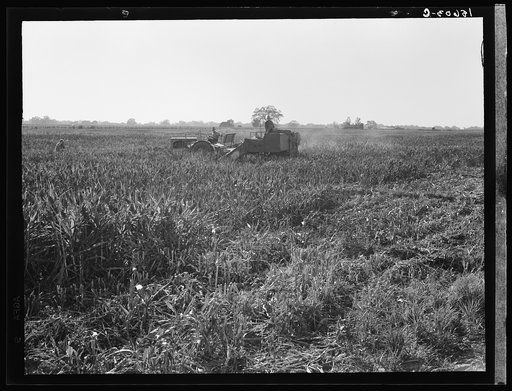 Untitled photo, possibly related to: Twenty-four clients of Farm Security Administration (FSA) under the Rural Rehabilitation program, have cooperatively bought and cooperatively operated an all-crop harvester. The machine was put into operation June 7, 1938. Has to date (Nov. 3, 1938) served on six