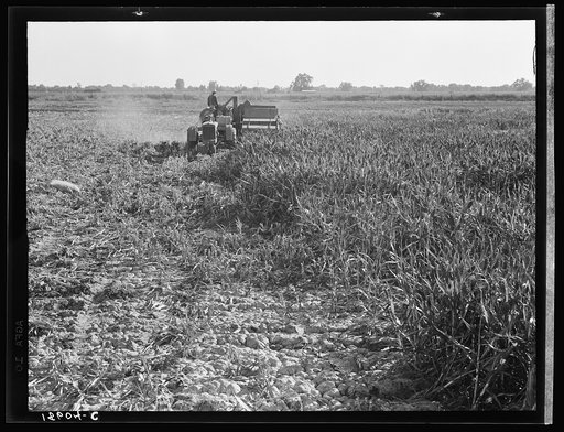 Untitled photo, possibly related to: Twenty-four clients of Farm Security Administration (FSA) under the Rural Rehabilitation program, have cooperatively bought and cooperatively operated an all-crop harvester. The machine was put into operation June 7, 1938. Has to date (Nov. 3, 1938) served on six
