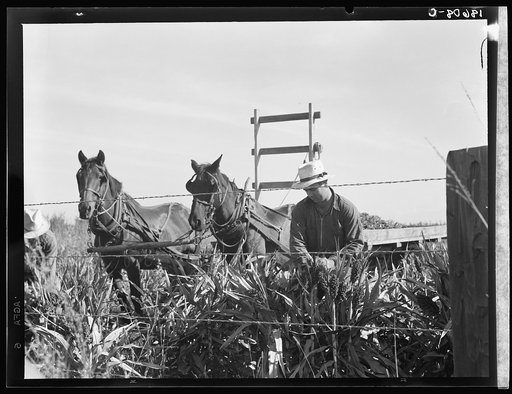 Untitled photo, possibly related to: Harvesting milo maize, Tulare County, California. Cost of harvesting by this method totals ten dollars per acre. Cost of harvesting by cooperative harvester bought by Farm Security Administration (FSA) in this county, six dollars per acre