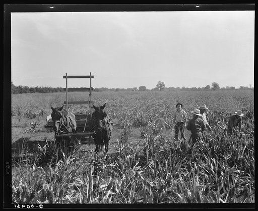 Harvesting milo maize, Tulare County, California. Cost of harvesting by this method totals ten dollars per acre. Cost of harvesting by cooperative harvester bought by Farm Security Administration (FSA) in this county, six dollars per acre