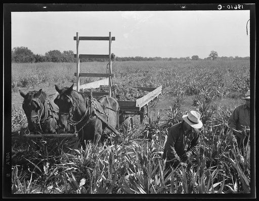Harvesting milo maize, Tulare County, California. Cost of harvesting by this method totals ten dollars per acre. Cost of harvesting by cooperative harvester bought by Farm Security Administration (FSA) in this county, six dollars per acre