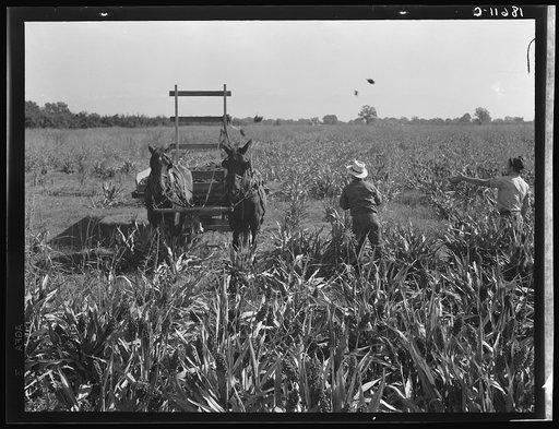 Harvesting milo maize, Tulare County, California. Cost of harvesting by this method totals ten dollars per acre. Cost of harvesting by cooperative harvester bought by Farm Security Administration (FSA) in this county, six dollars per acre