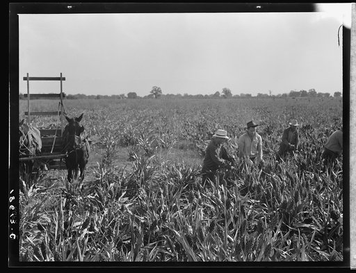 Untitled photo, possibly related to: Harvesting milo maize, Tulare County, California. Cost of harvesting by this method totals ten dollars per acre. Cost of harvesting by cooperative harvester bought by Farm Security Administration (FSA) in this county, six dollars per acre