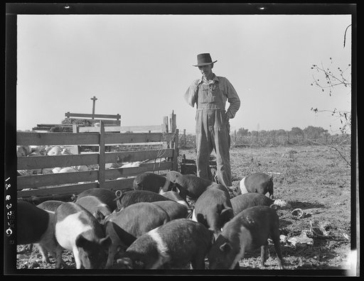 Farm Security Administration (FSA) rural rehabilitation client. Tulare County, California