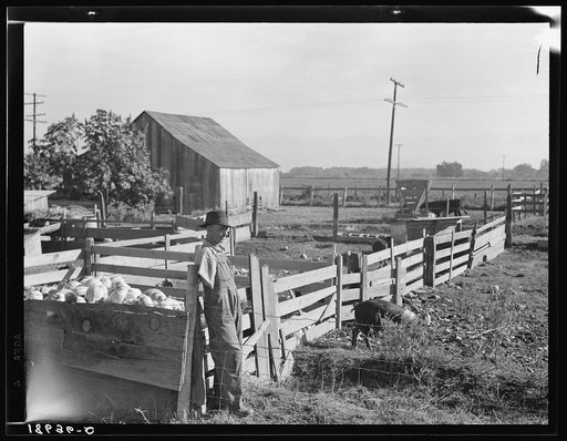 Untitled photo, possibly related to: Farm Security Administration (FSA) rural rehabilitation client. Tulare County, California
