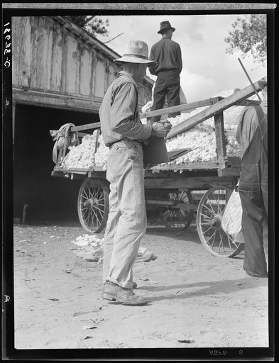 Untitled photo, possibly related to: Small cotton farm, Kern County, California. The farmer keeps accounts. Each picker weighs his sack of cotton. In this case the sack weighs approximately fifty pounds. Took three hours to pick, for which, on basis of seventy-five cents per one hundred pounds of pi