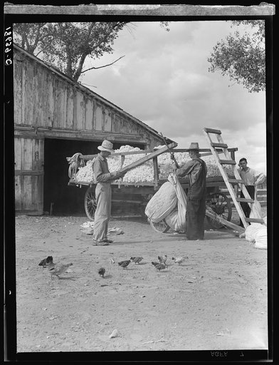 Small cotton farm, Kern County, California. The farmer keeps accounts. Each picker weighs his sack of cotton. In this case the sack weighs approximately fifty pounds. Took three hours to pick, for which, on basis of seventy-five cents per one hundred pounds of picked cotton, he will be paid thirty-e