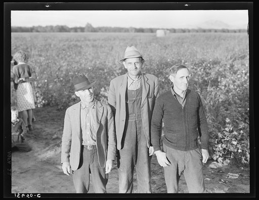 Ten families have been established by the Farm Security Administration (FSA) on the Mineral King Cooperative Farm, an old ranch of 500 acres, which they will operate as a farm unit, raising cotton, alfalfa, and dairy products for cash crops. Tulare County, California