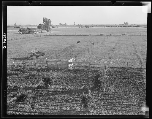 Rural rehabilitation, Tulare County, California. Productive dairy farm replaces unsuccessful fruit orchard. Family had been on relief. They were reestablished by a plan of farm operation which involved removing the trees for permanent cow pasture, and cash loan of money necessary for new start (Farm