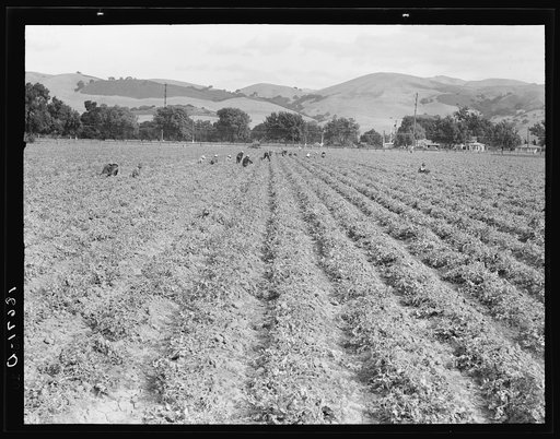Near Tracy, California. Gang of Filipinos in pea field