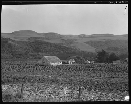 November 14, 1938. Near Half Moon Bay, California. Artichoke ranch