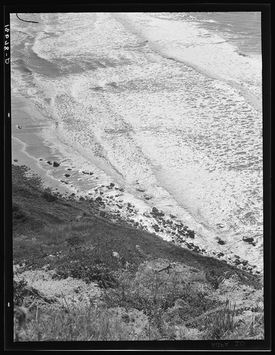 Untitled photo, possibly related to: Near Half Moon Bay, California coast. Artichokes are grown along here